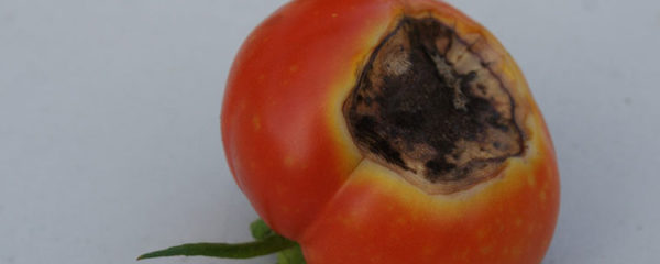 Cul noir de la tomate